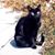 Catherine Cat Shui's profile image