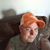 Deneen Bacon's profile image