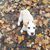 Cheryl Chickering Brigham's profile image