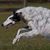 Dutch Borzoi's profile image
