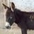 Gato Valle's profile image