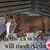 Kalyn Overbee's profile image