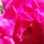 Carol Harblin's profile image