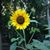 Deana Jarvis Helms's profile image
