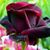 Valen Isela's profile image