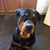 Lisa Morris Locklear's profile image