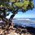 Roberta Bobbie Morrison's profile image