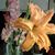Anya Brown's profile image