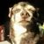 Lisa Williams's profile image