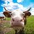 Warren Cavanaugh's profile image