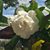 Anna Pikrallidas Dimitriou's profile image