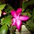 Rosemary Sage's profile image
