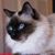 Babila Sorghini's profile image