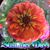 Sherry Dixon Denton's profile image