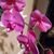 Lina Olaer's profile image