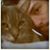 Shannon Purcell's profile image