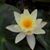 Lisa R. Borglum's profile image
