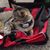 Cheryl Muhr's profile image