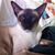 Leslie Seth Niebuhr's profile image