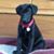 Elizabeth Betty Schmieder's profile image