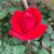 Phyllis Denise Sigmon's profile image
