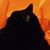 Kurt Anschuetz's profile image