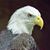 Michael Shipman's profile image