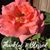Lourdes Ramos's profile image