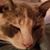 Jean Debboli's profile image