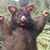 Samuel Farrell's profile image