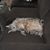 Christine Dexter Turner's profile image