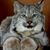 Susan-Hardman Carpenter's profile image