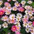 Brenda Chandler Brubeck's profile image