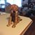 Jackie Hackel Robinson's profile image