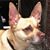 Roxy Spokesdog's profile image