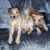 Yvonne Doss's profile image