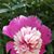 Mary Williams's profile image