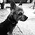 Anne DeMello Murray's profile image