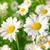 Jodi Winter-Diefenderfer's profile image