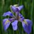 Erin E. Byrne-Bock's profile image