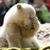Da Bear's profile image
