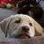 Shannon Rae Lachtrupp's profile image