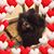 Donna A. Bitetti's profile image