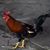 Billie Jo Jones's profile image