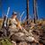 Shandi Bishop Martinez's profile image