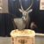 Mitch Nesbitt Taxidermy's profile image
