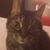 Deb Szalapski's profile image