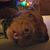 Lindsey Wilcox's profile image