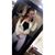 Savannah DeBaise's profile image