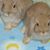 Diane Shorb's profile image